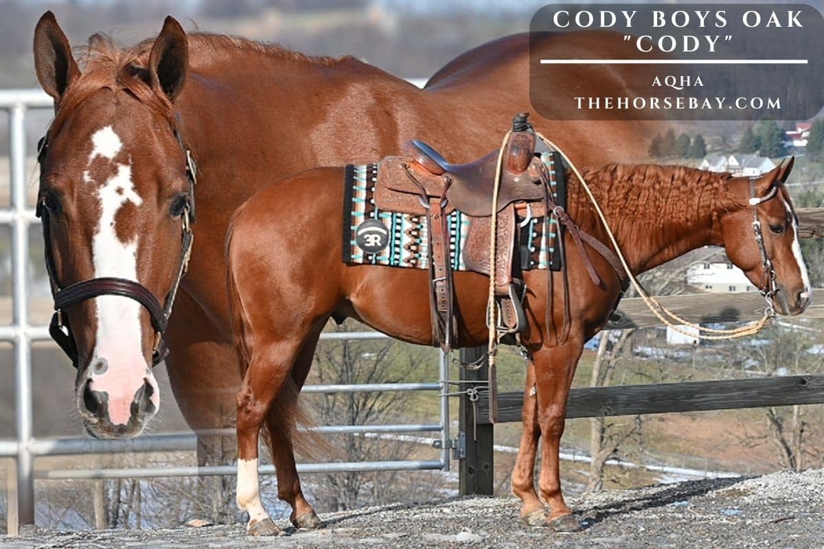 Cody Boys Oak "Cody"