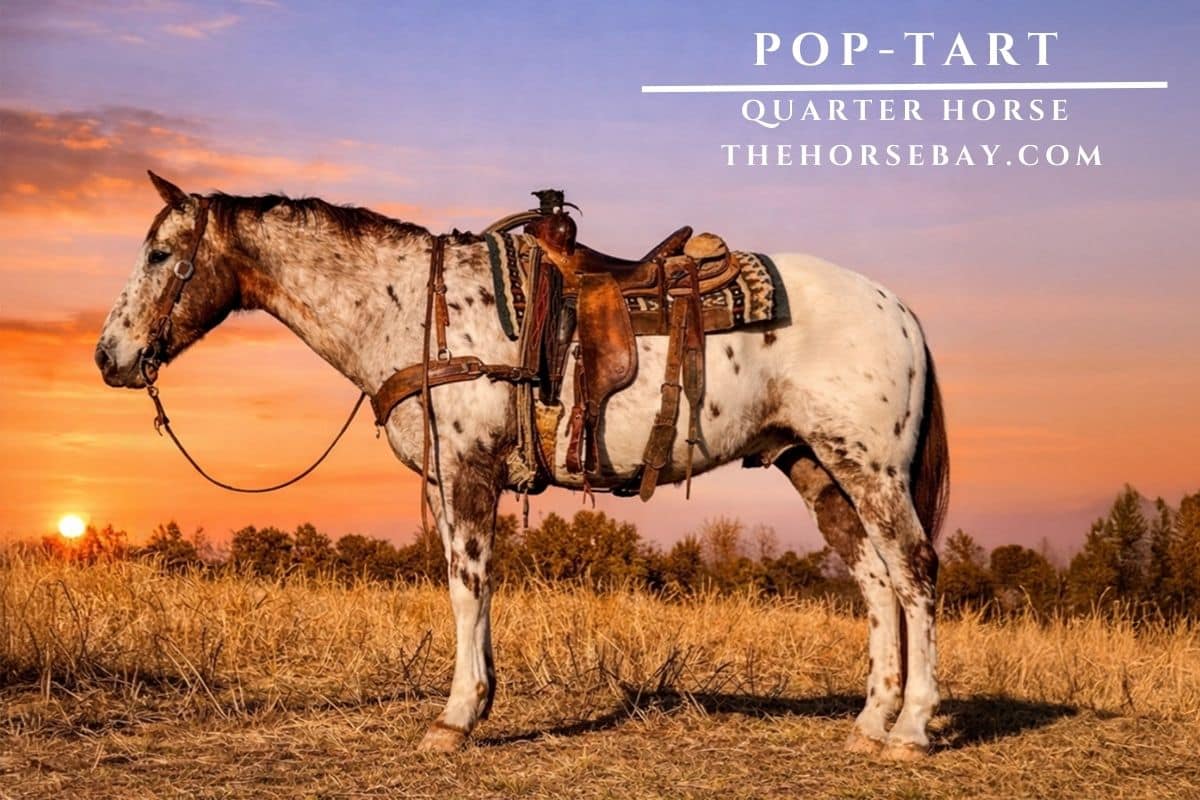 Pop-Tart, spotted Quarter Horse gelding, saddled and standing in a field at sunset