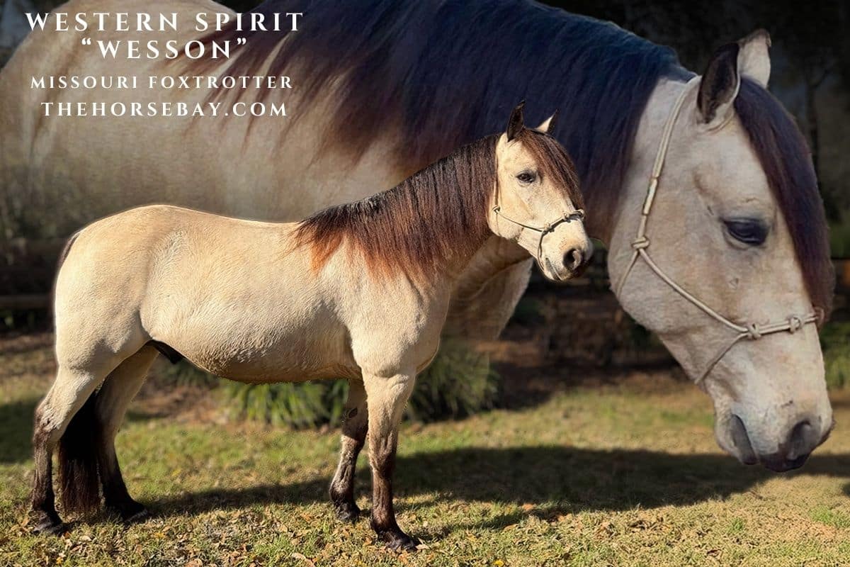 Western Spirit "Wesson"