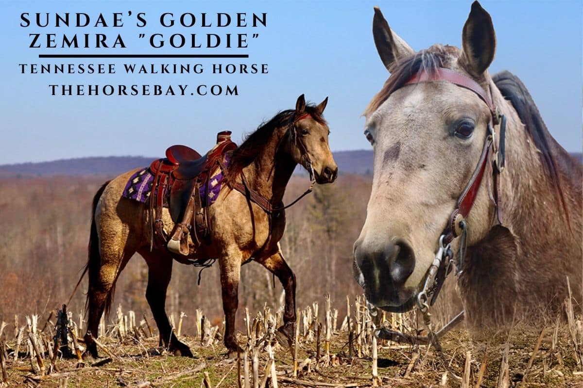 Tennessee Walking Horse Goldie wearing western tack walking in a harvested field.