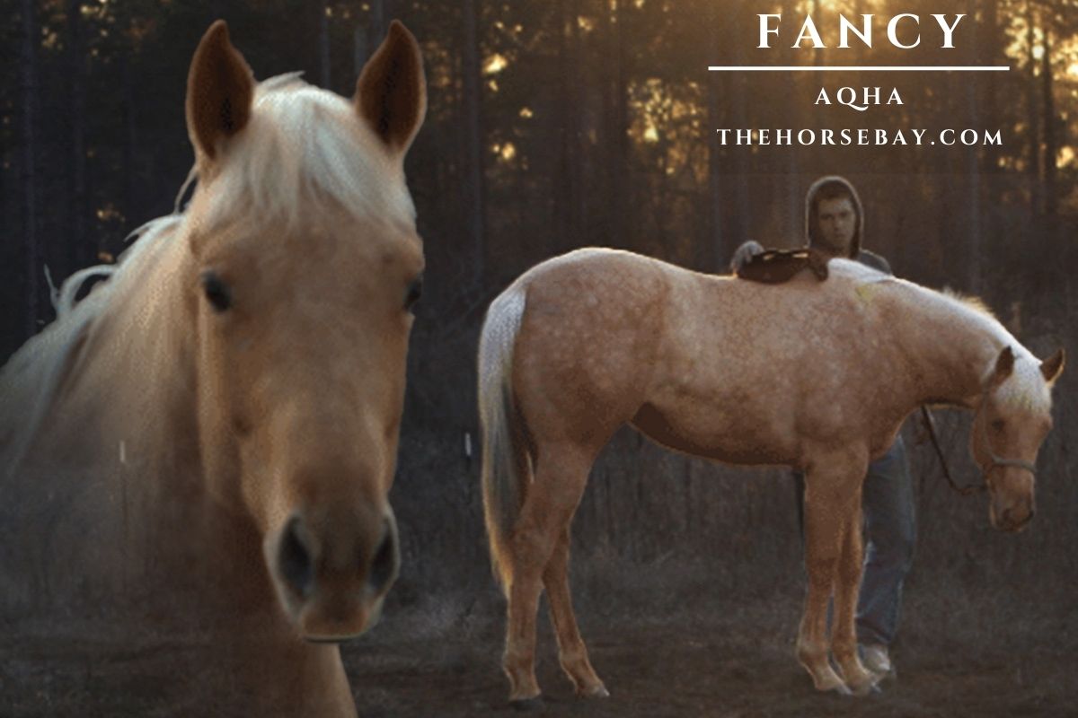 My Fancy Guy "Fancy"