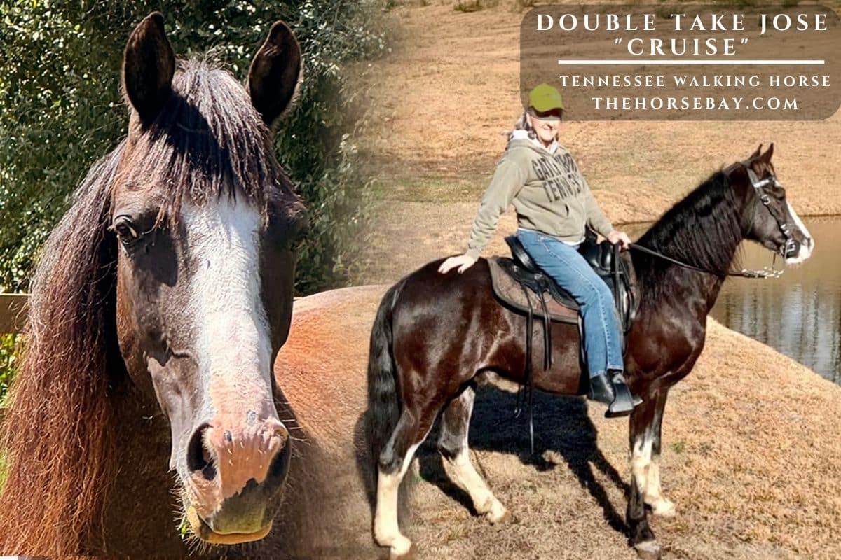 A woman sits astride Cruise, a Tennessee Walking Horse standing near a pond, in a photo collage.