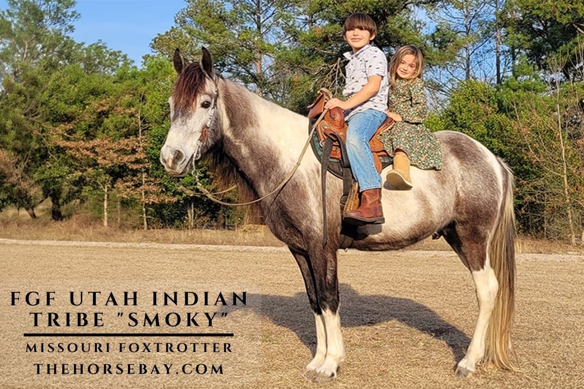 Two children sit smiling on the back of Smoky, a standing grey and white Missouri Foxtrotter horse.
