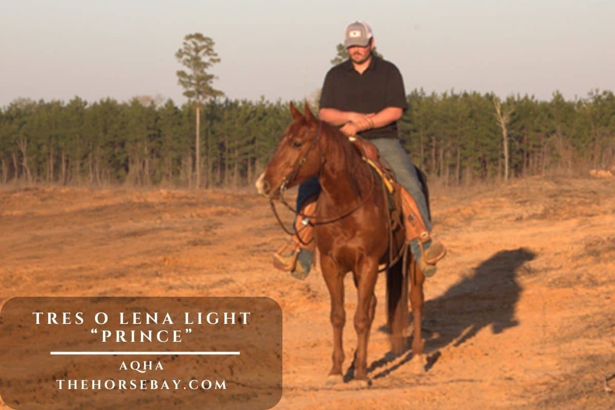 Tres O Lena Light “Prince”