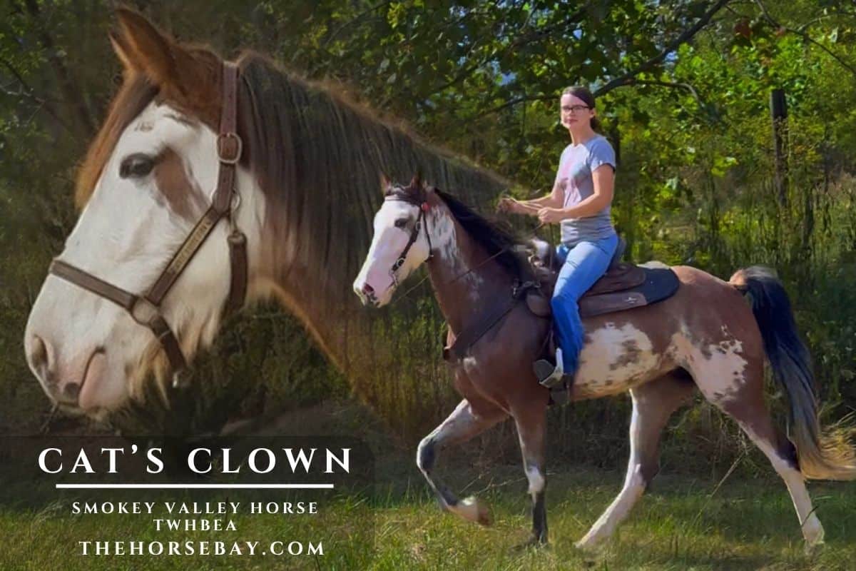 Smokey Valley Cat’s Clown