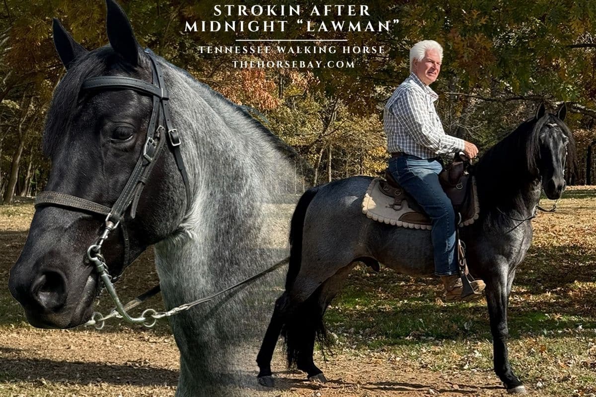 Strokin After Midnight "Lawman"