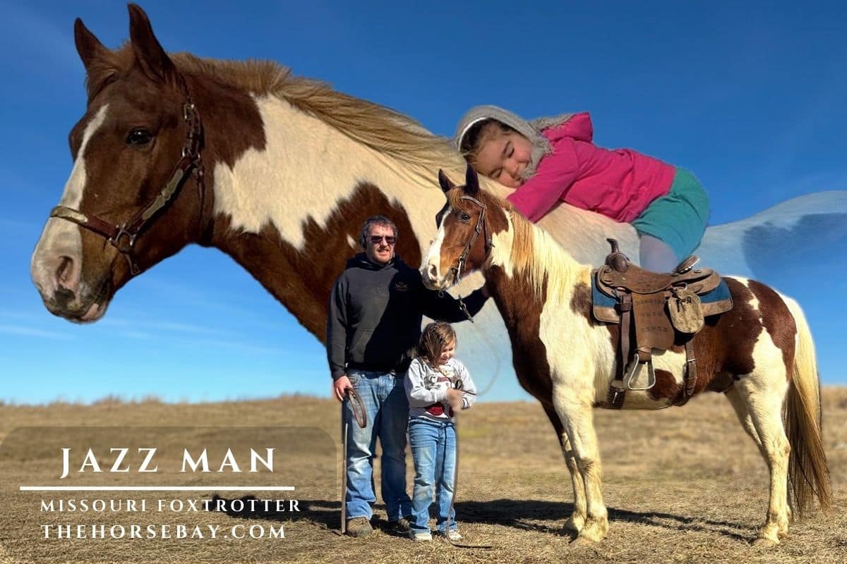 A child lies happily across the saddle of Jazz Man, a standing Missouri Foxtrotter, next to family.