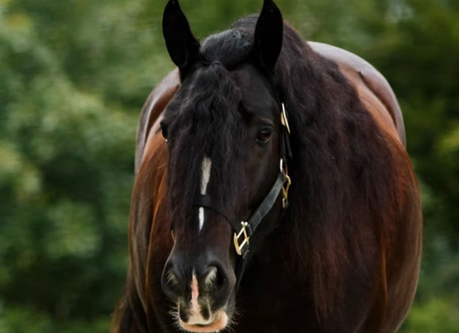 WIGV Butter's May Son "Spartan"