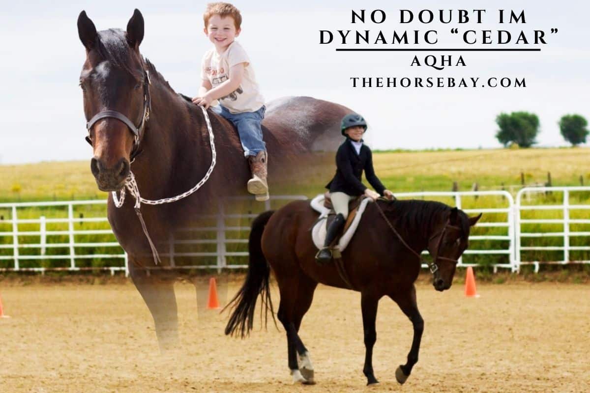 No Doubt Im Dynamic "Cedar"