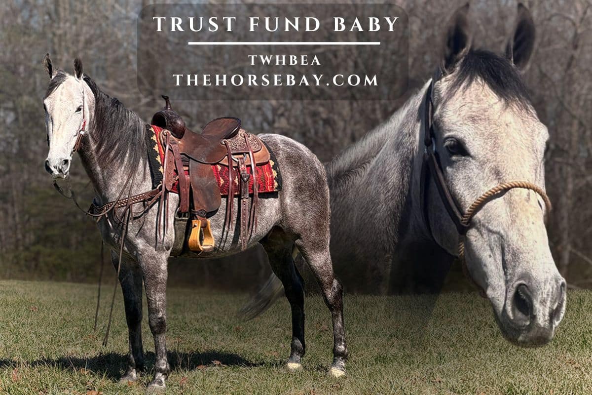 Trust Fund Baby "Trusty"