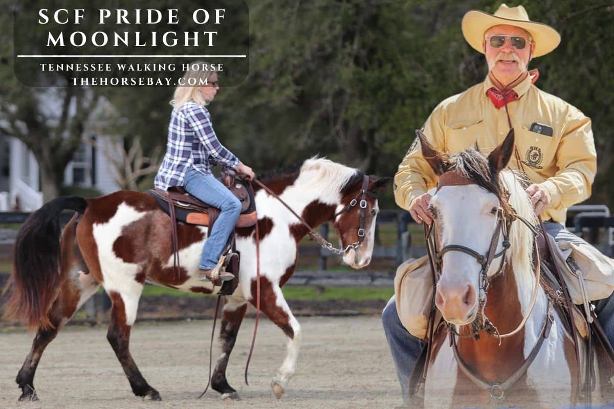 SCF Pride of Moonlight "JW"