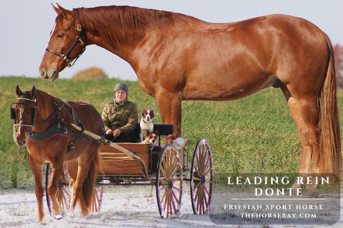 Leading Rein Donte