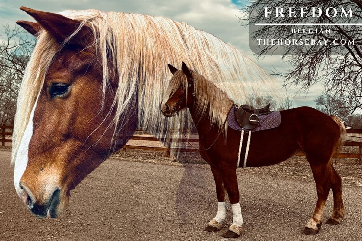 Freedom