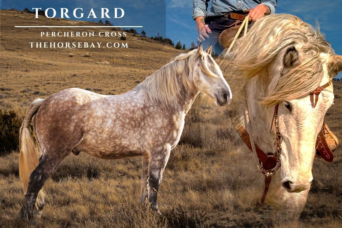 Torgard