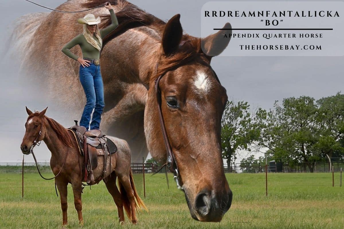 RRDREAMNFANTALLICKA "Bo"