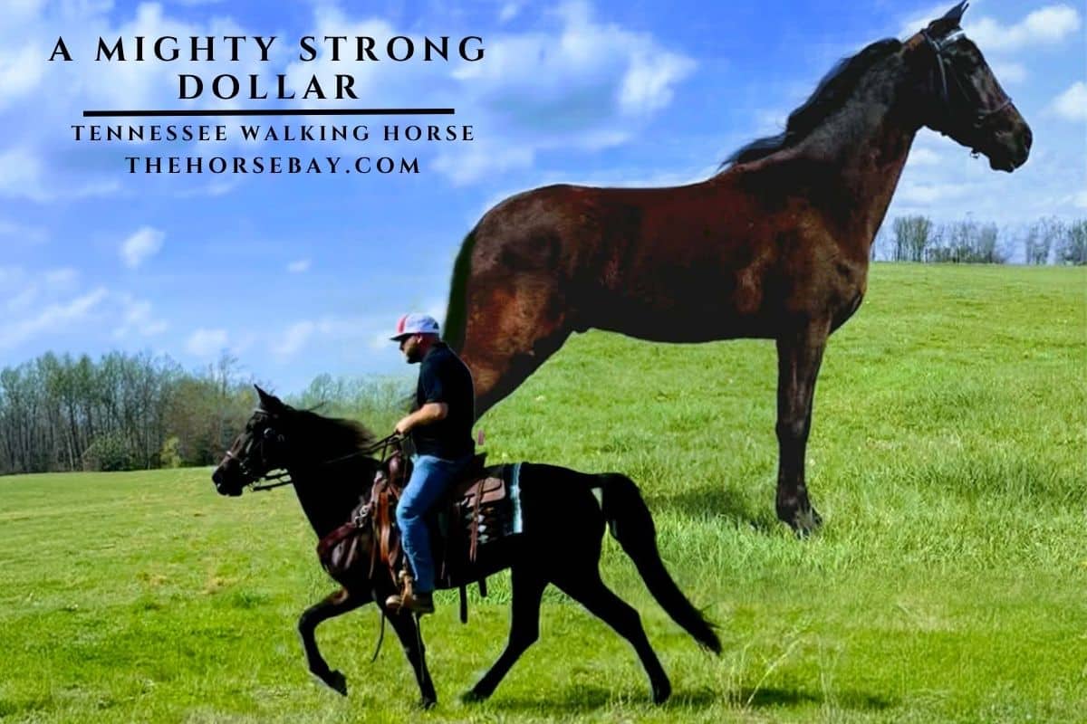 A Mighty Strong Dollar