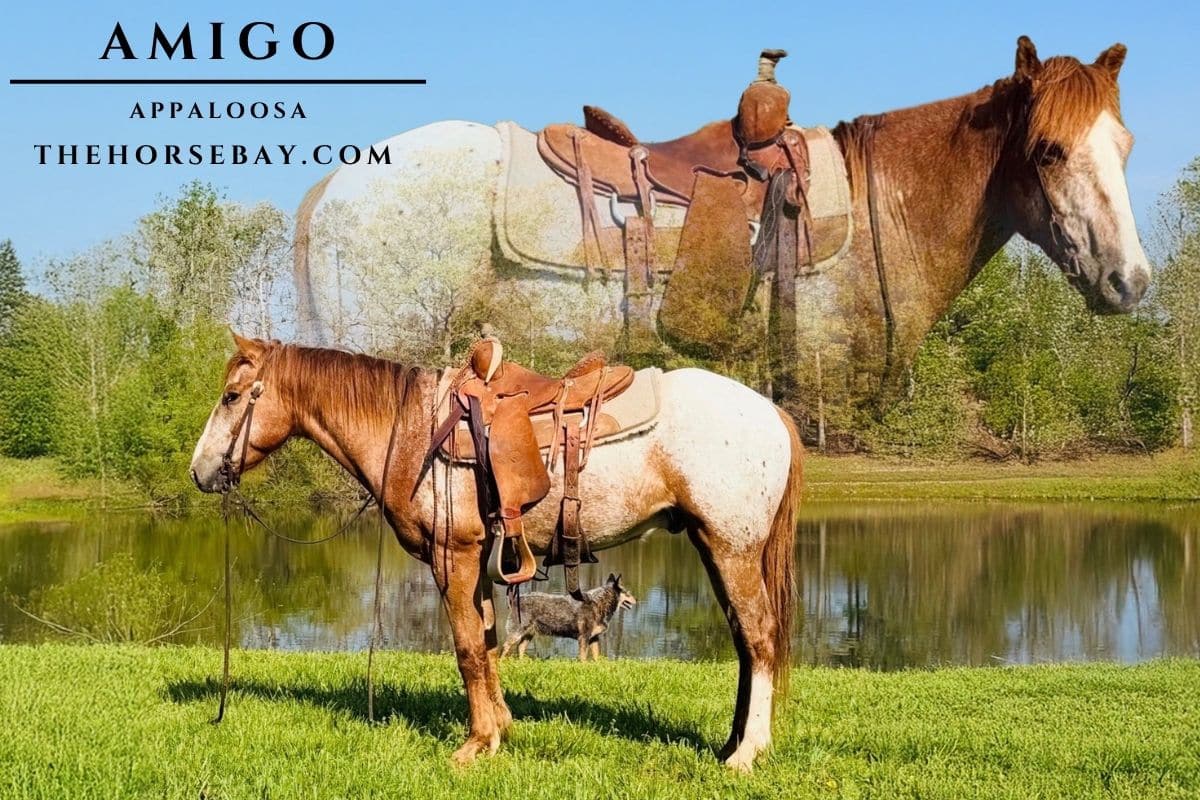 Amigo