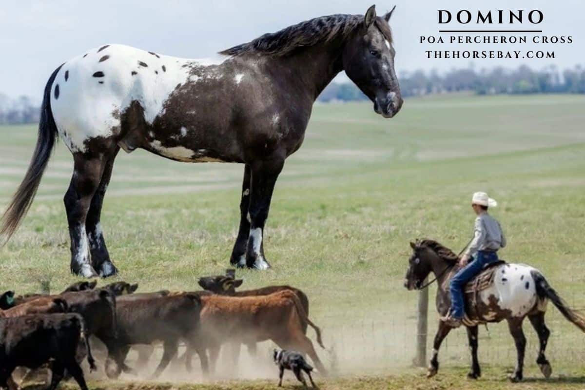 DOMINO