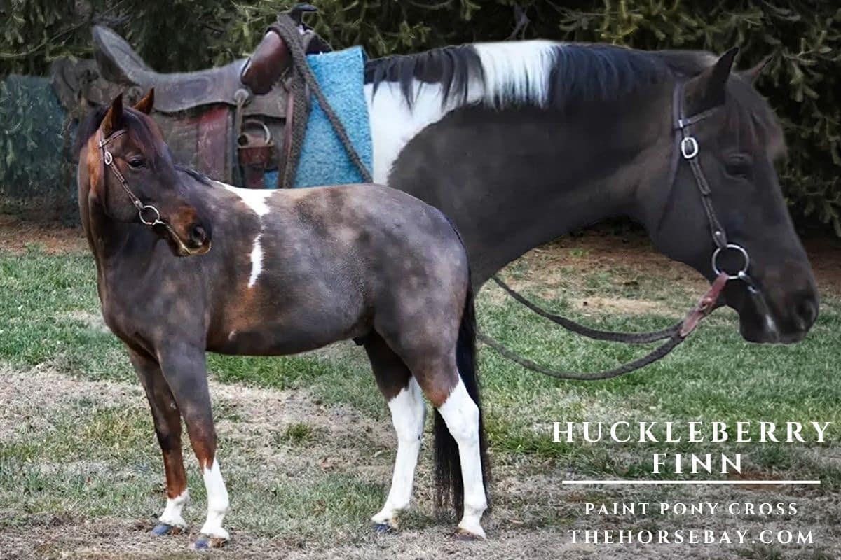 Huckleberry Finn