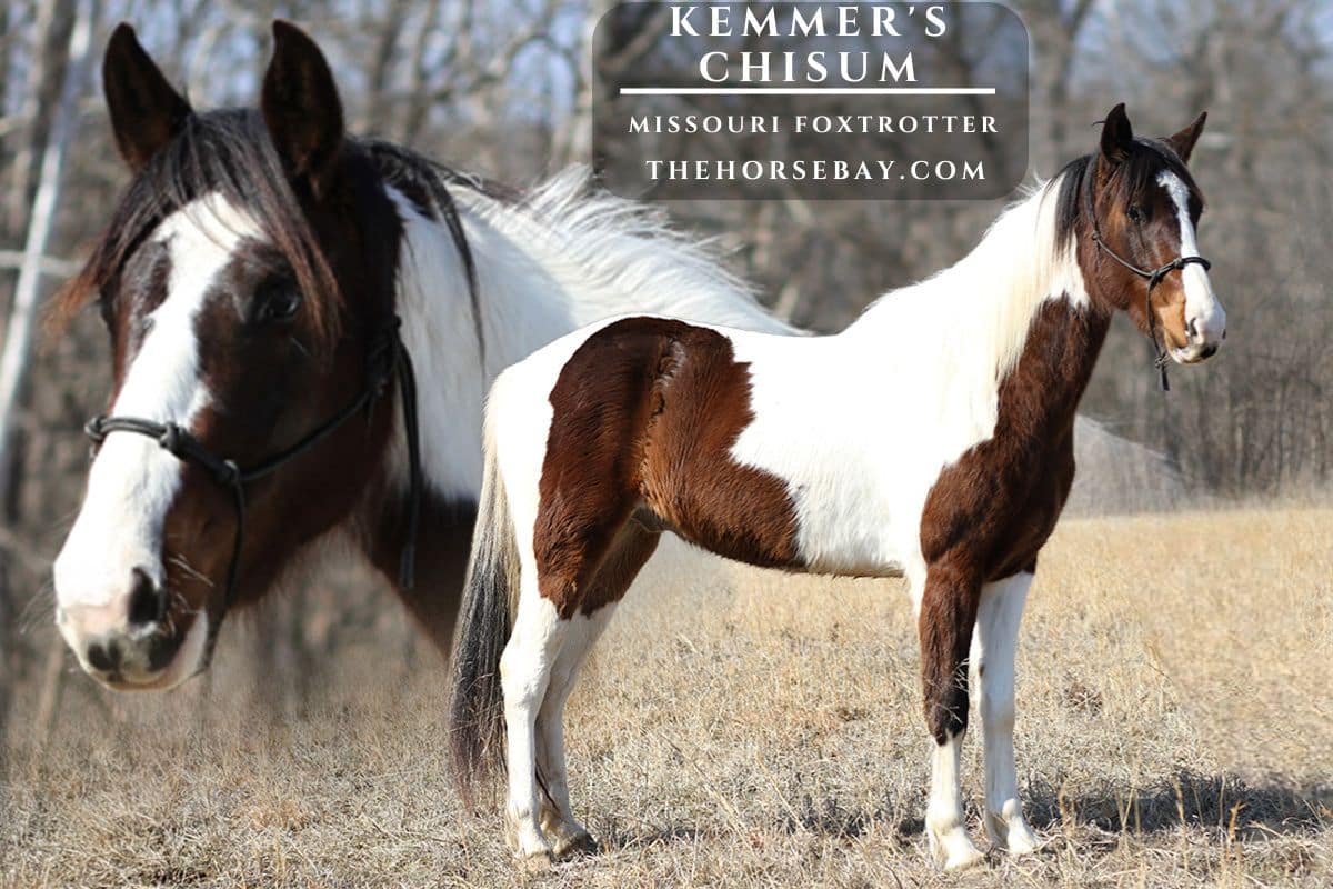 Kemmer's Chisum