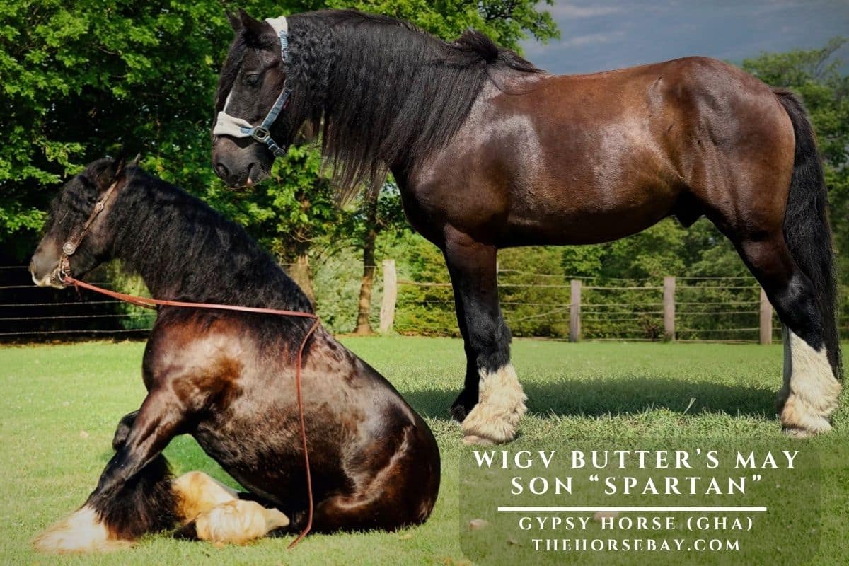 WIGV Butter's May Son "Spartan"