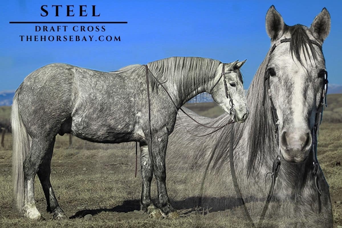 Steel