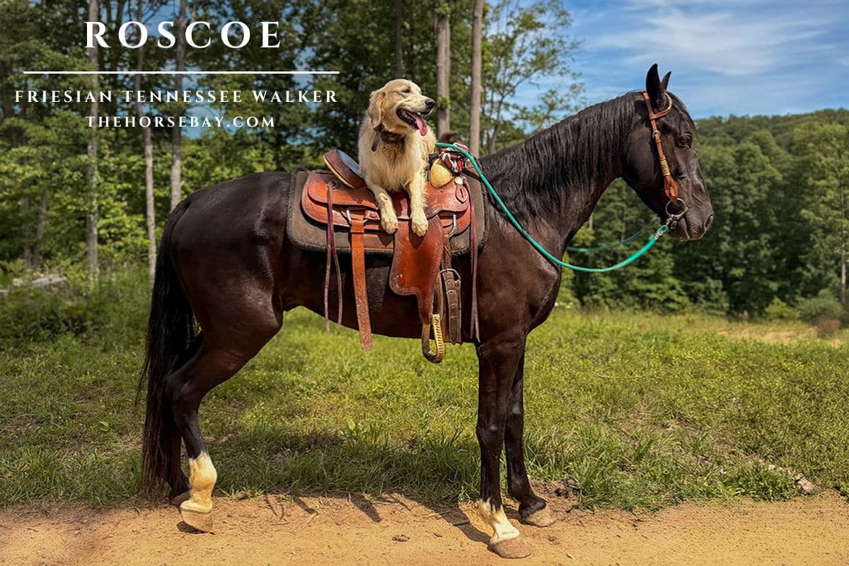 Roscoe