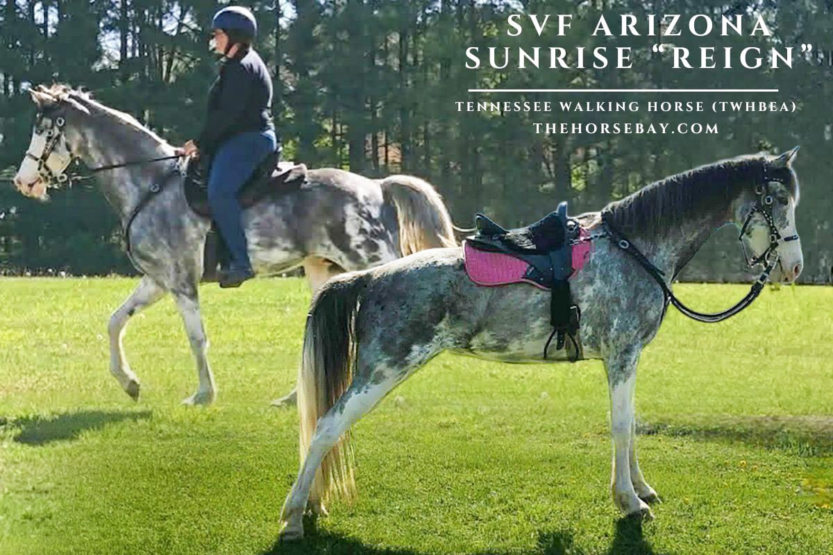 SVF Arizona Sunrise "Reign"