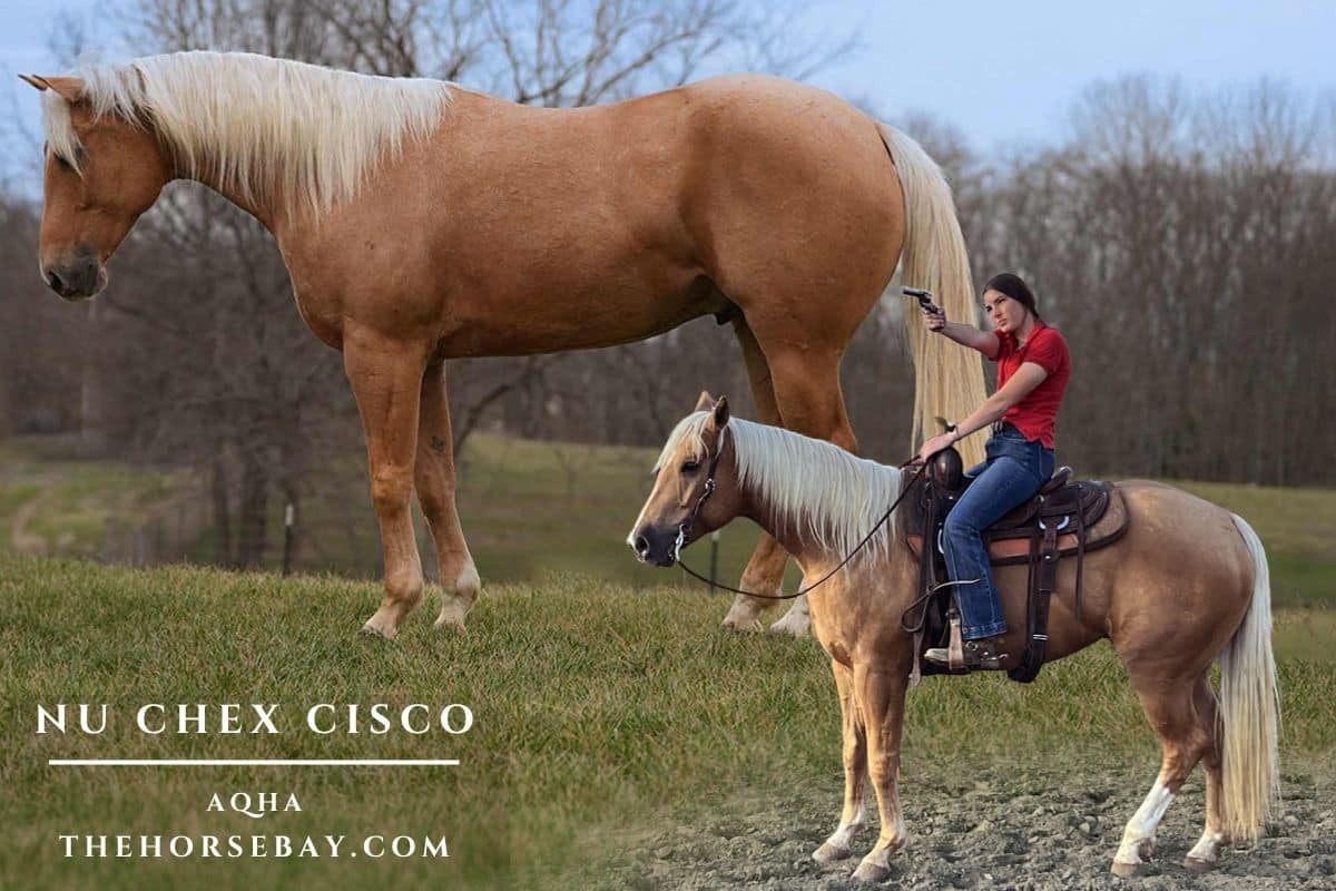 Nu Chex Cisco