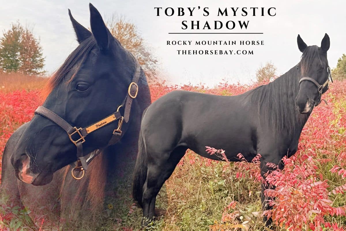 Toby's Mystic Shadow