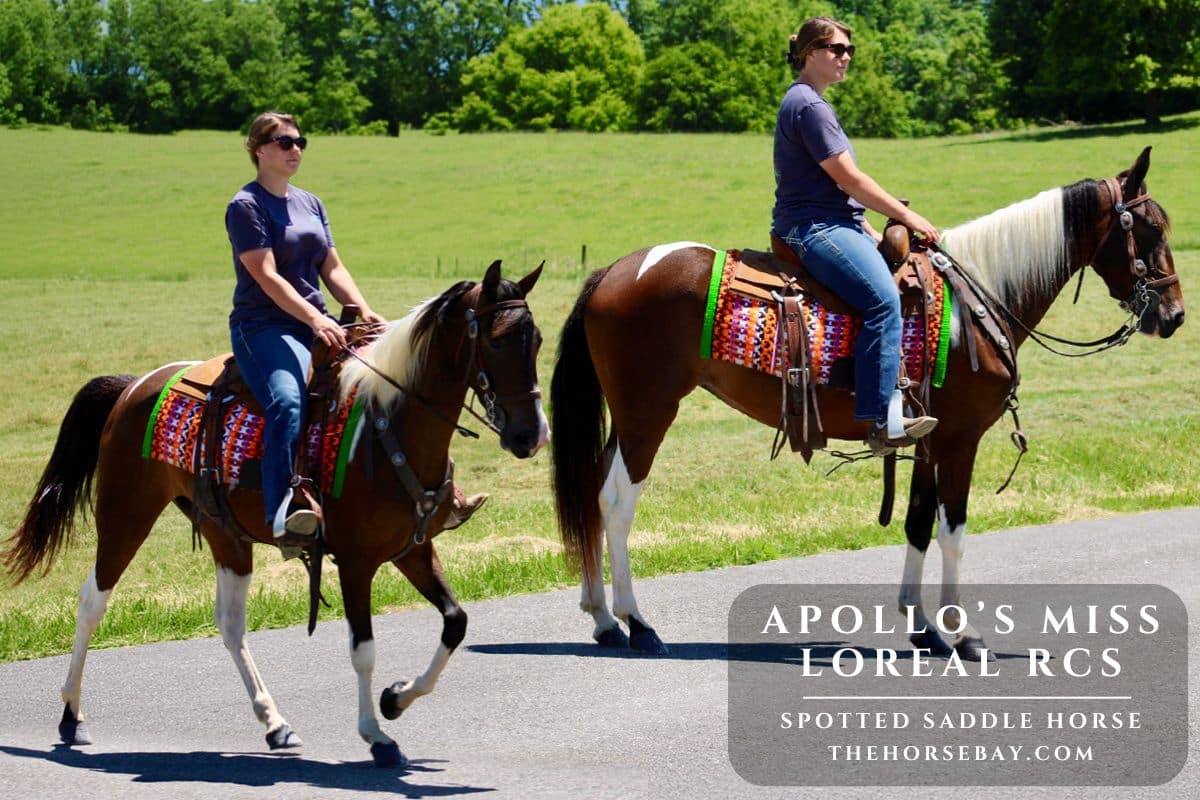 APOLLO'S MISS LOREAL RCS