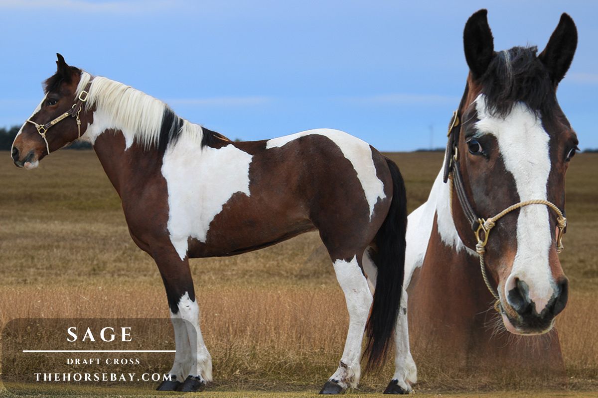 Sage