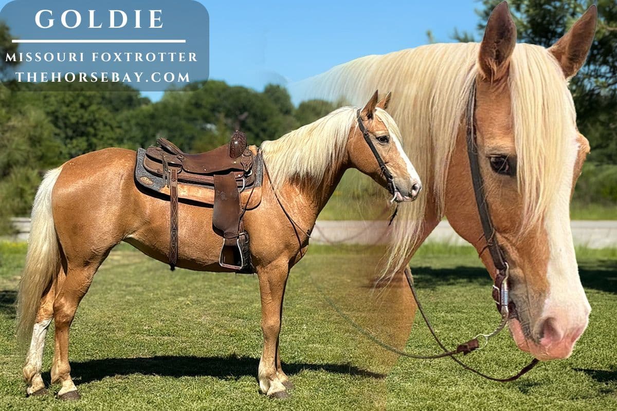 Goldie "Sunshine"