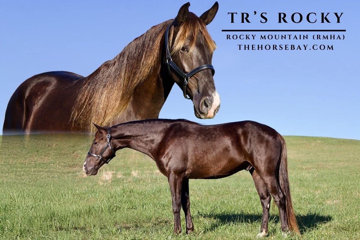 TR'S Rocky