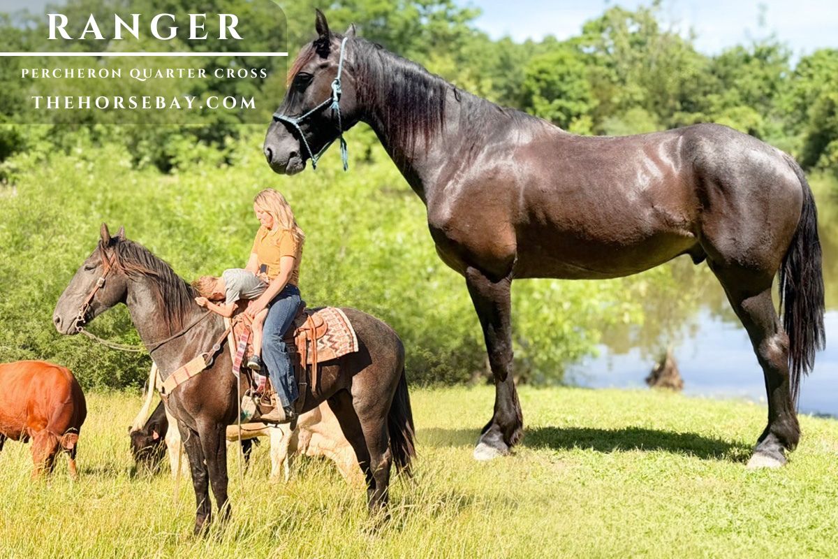Ranger
