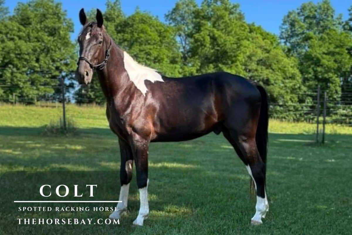 Colt