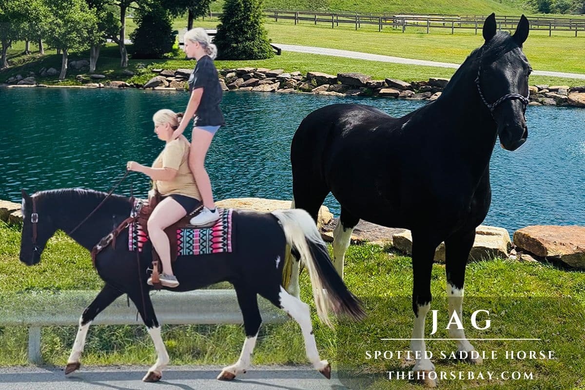 Jag