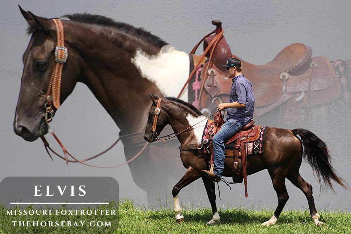 Elvis