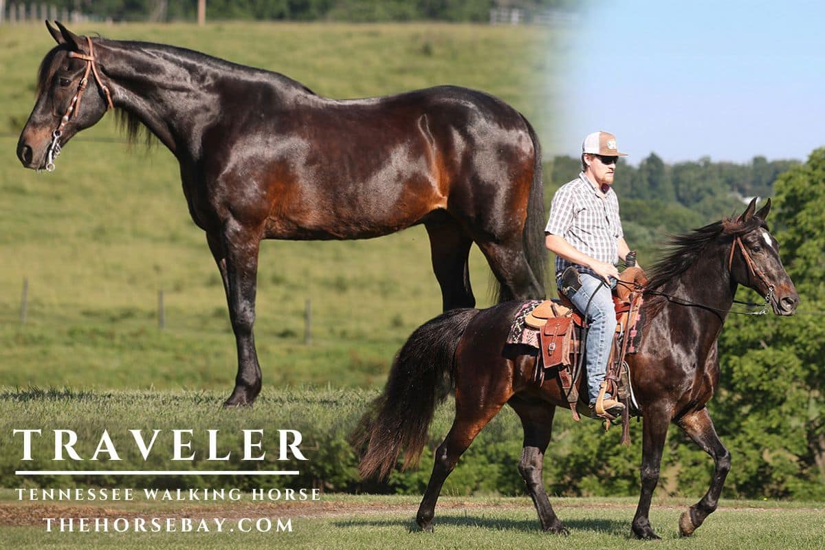 Traveler
