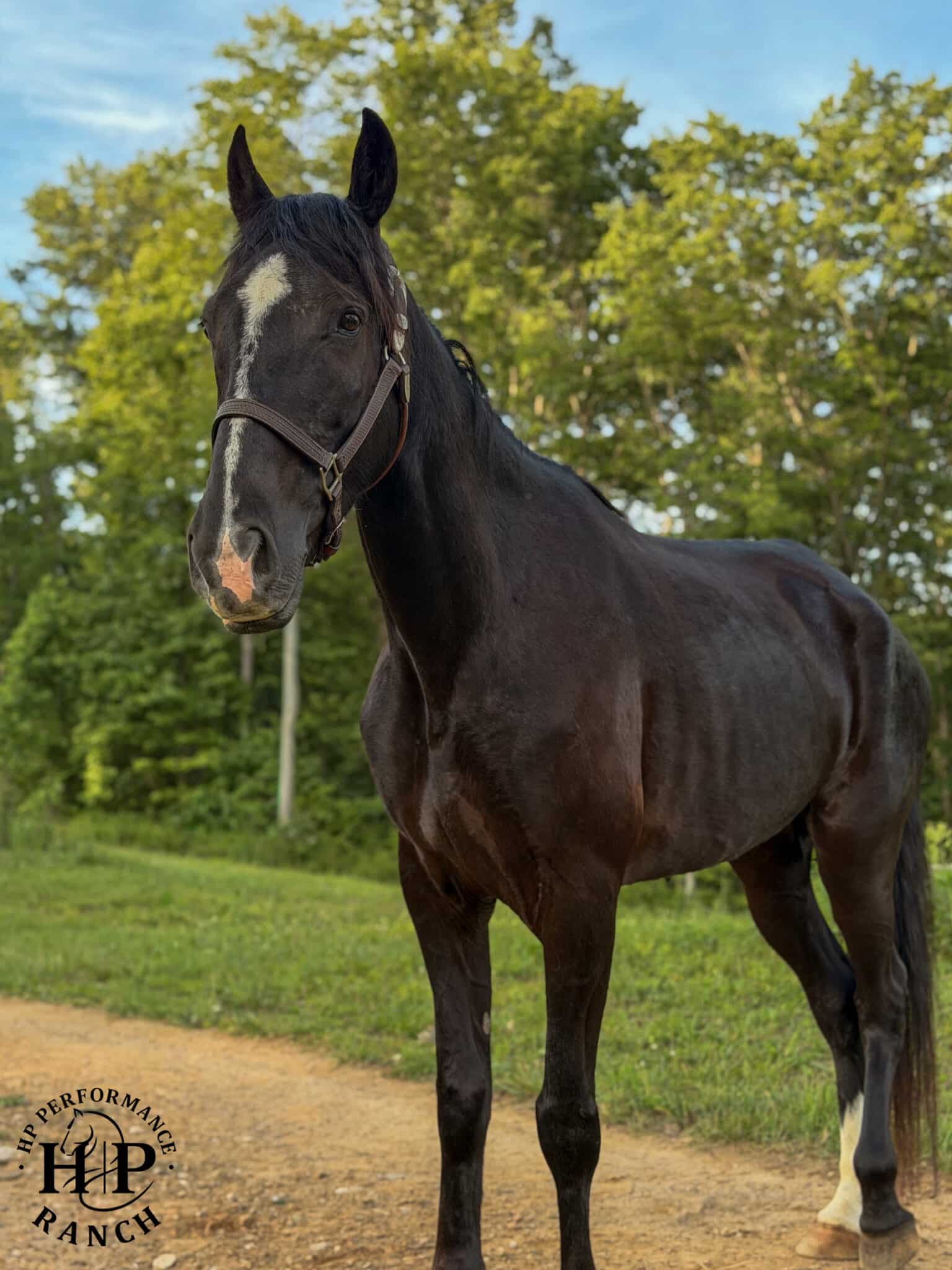 Roscoe | Thehorsebay.com