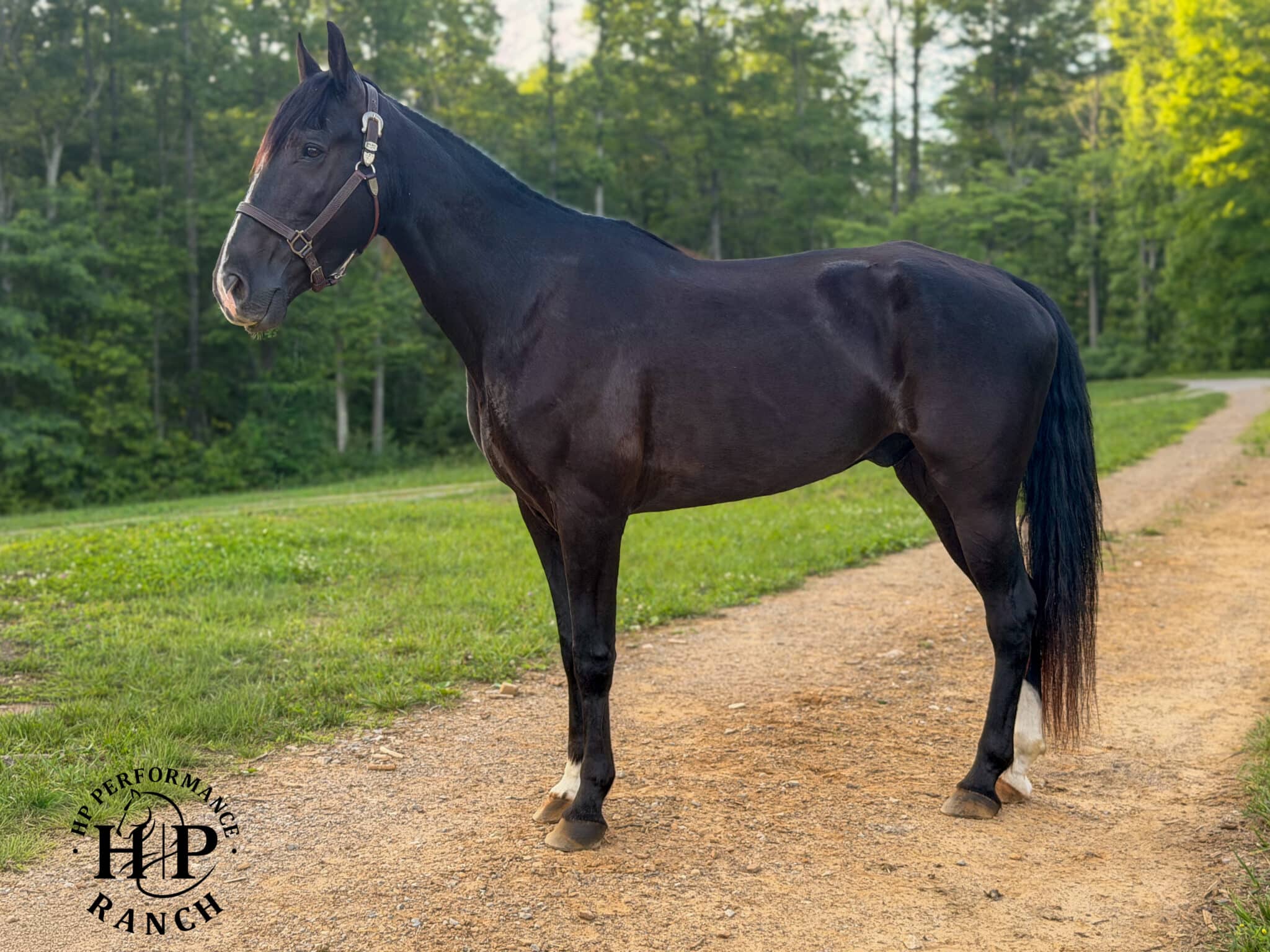 Roscoe | Thehorsebay.com