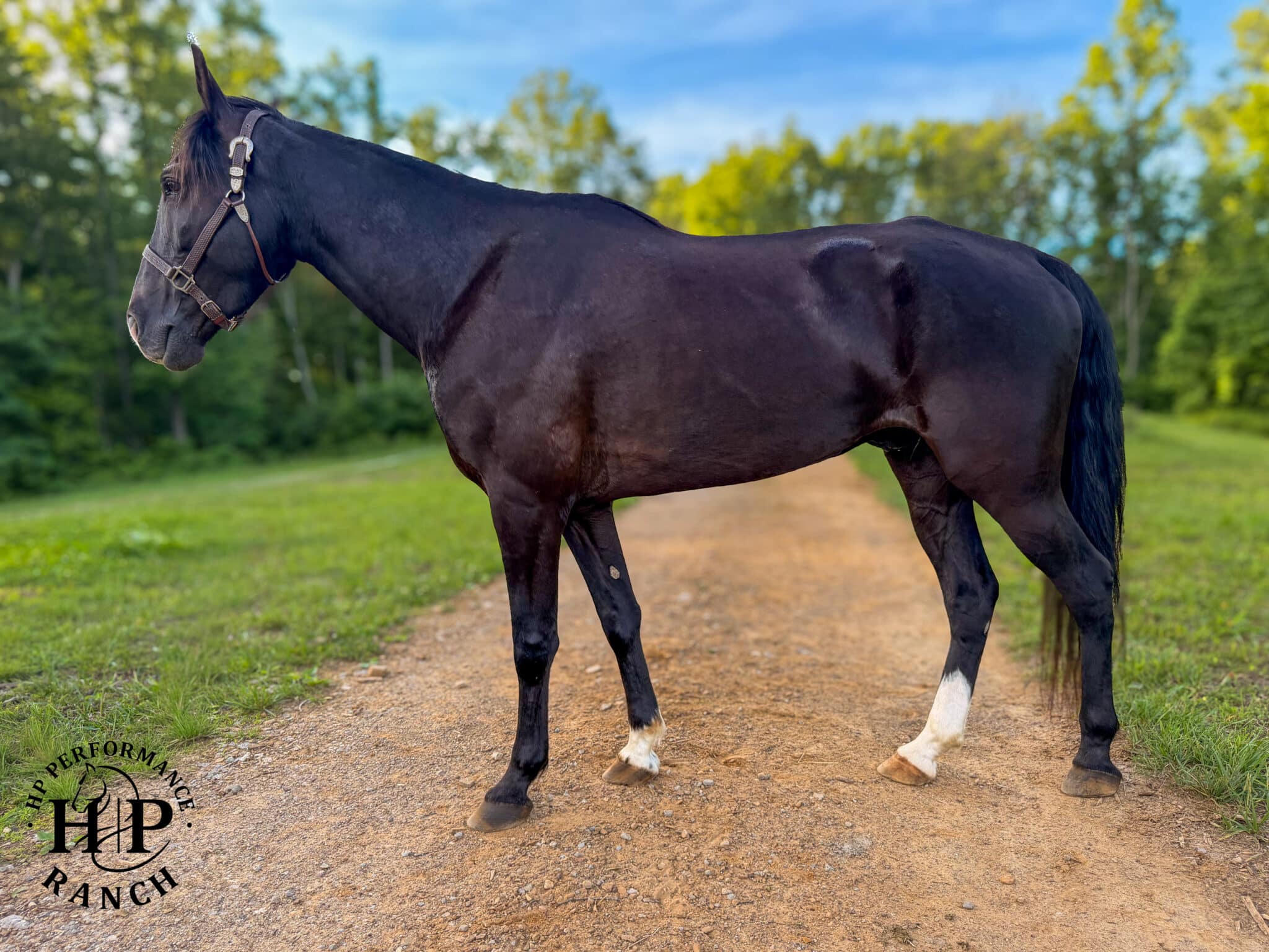 Roscoe | Thehorsebay.com