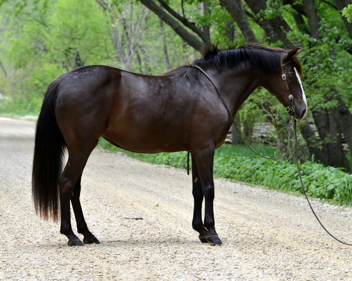 まるポン 様 ＊thoroughbred、rosy、followingday Tri-Mi Dipped In Chocolate (Milly) | Thehorsebay.com