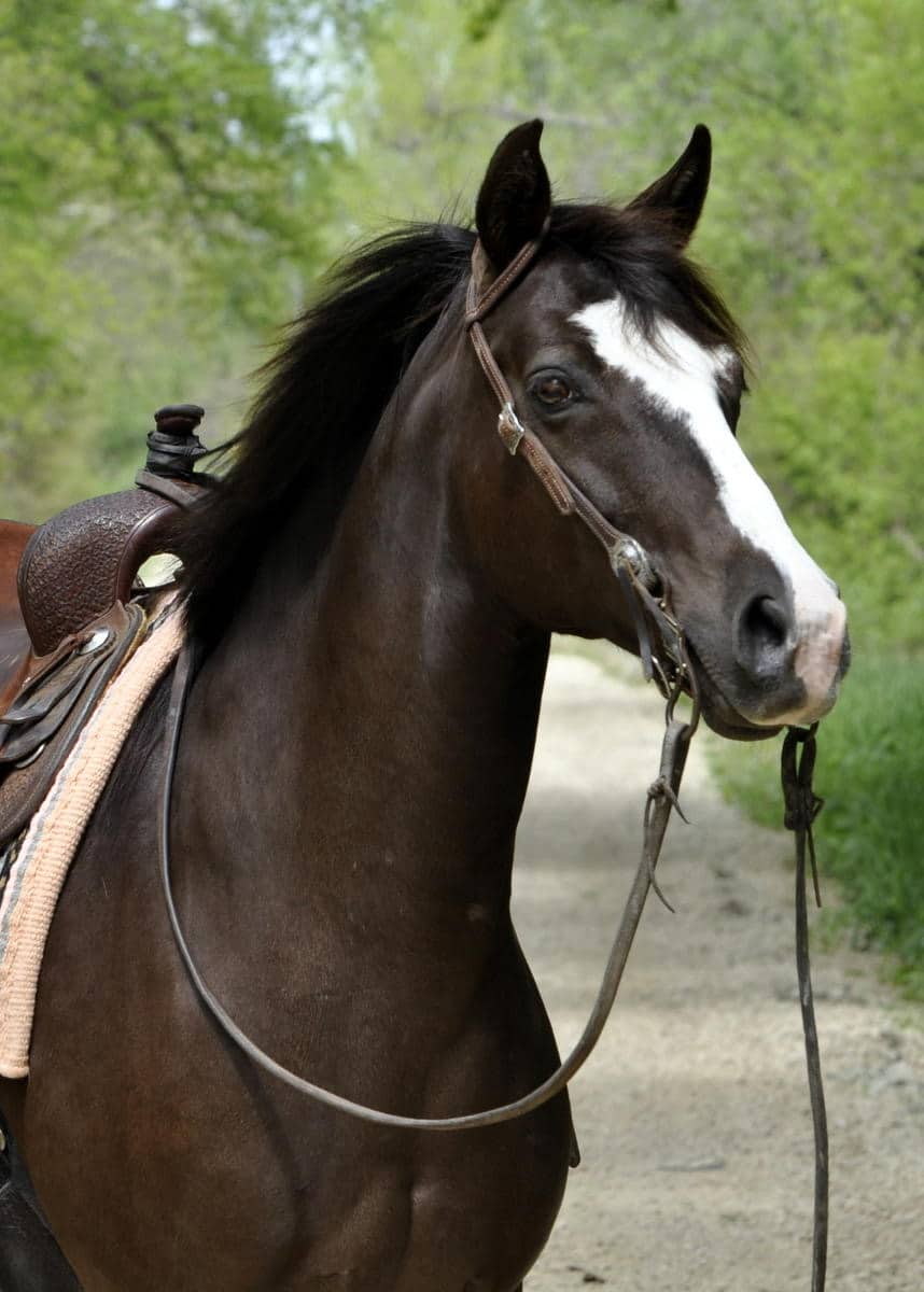 まるポン 様 ＊thoroughbred、rosy、followingday Tri-Mi Dipped In Chocolate (Milly) | Thehorsebay.com