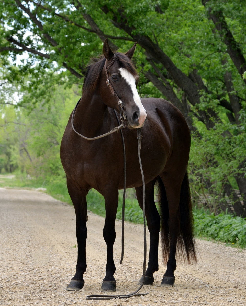Tri-Mi Dipped In Chocolate (Milly)