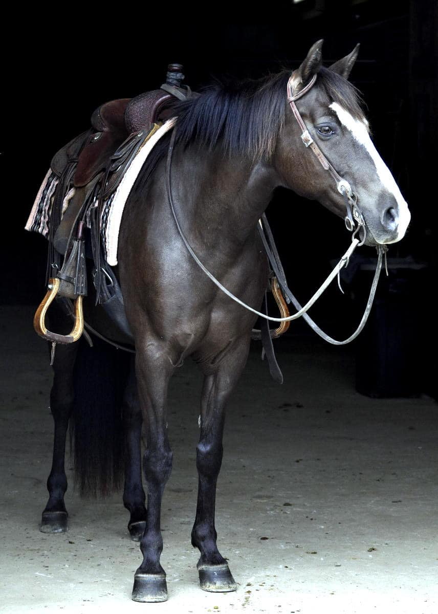 Tri-Mi Dipped In Chocolate (Milly) | Thehorsebay.com