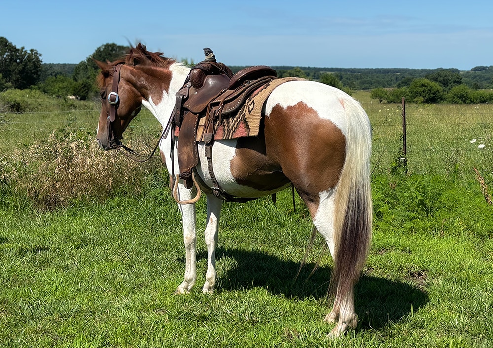 Zane's Little Angel | Thehorsebay.com