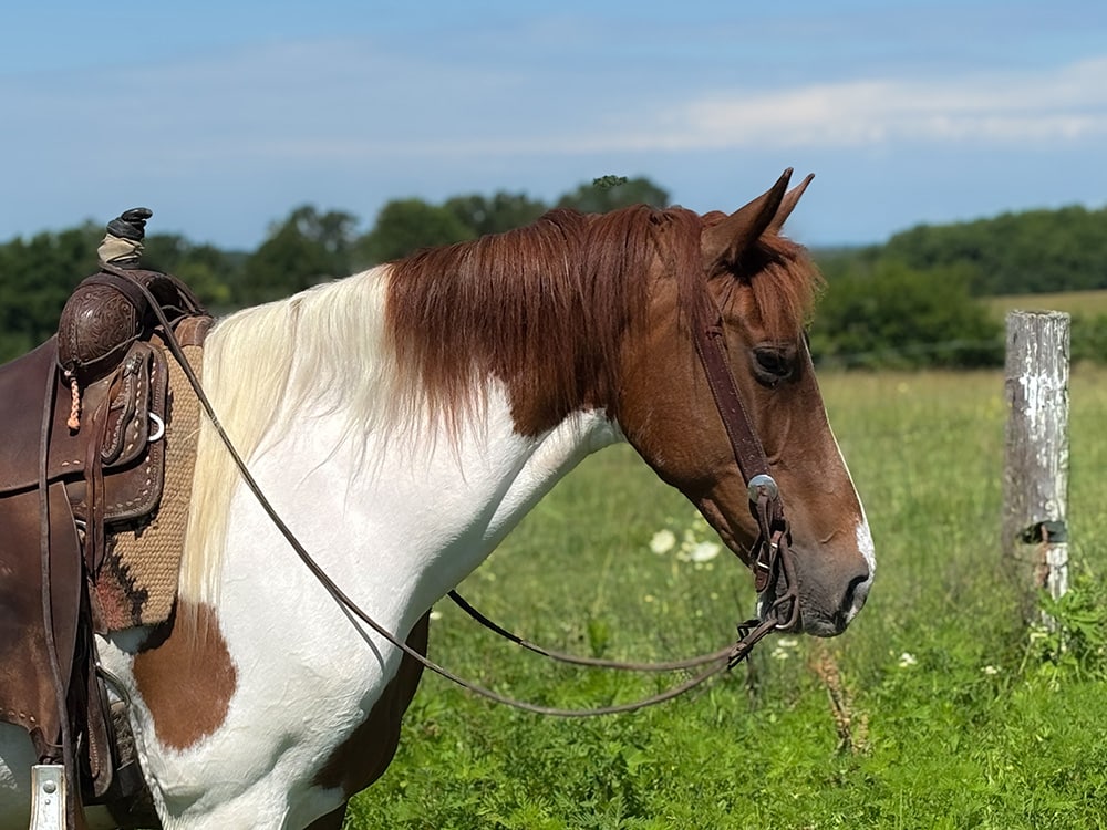 Zane's Little Angel | Thehorsebay.com
