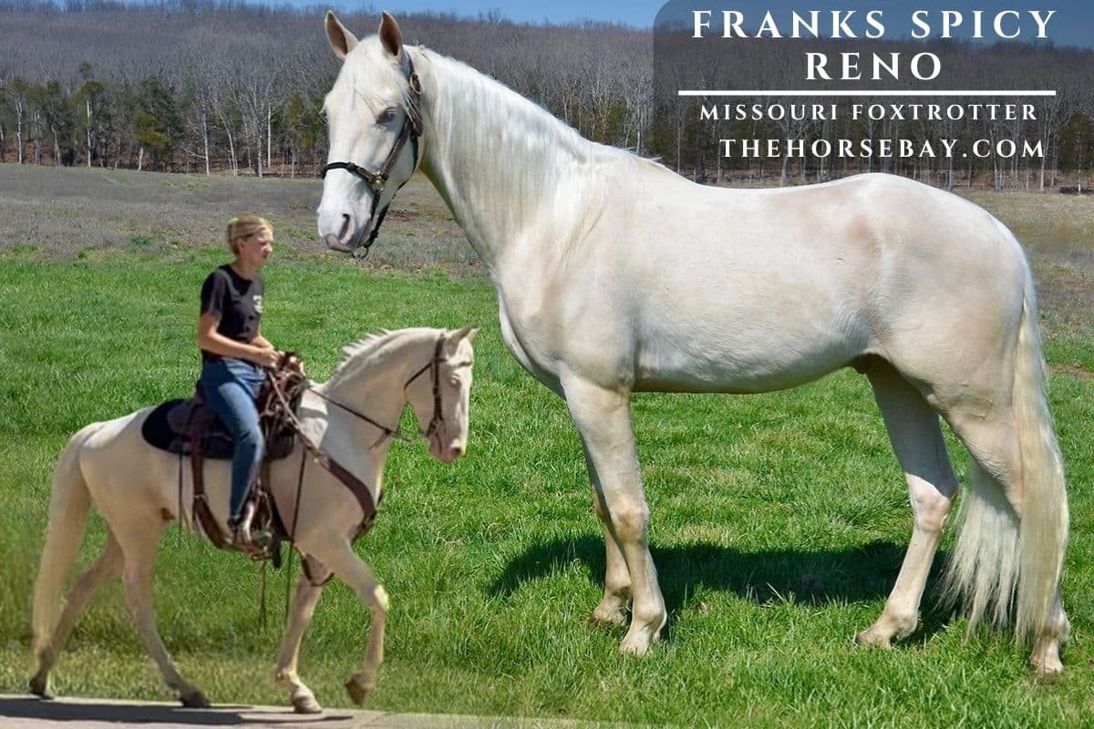 Franks Spicy Reno "Reno"