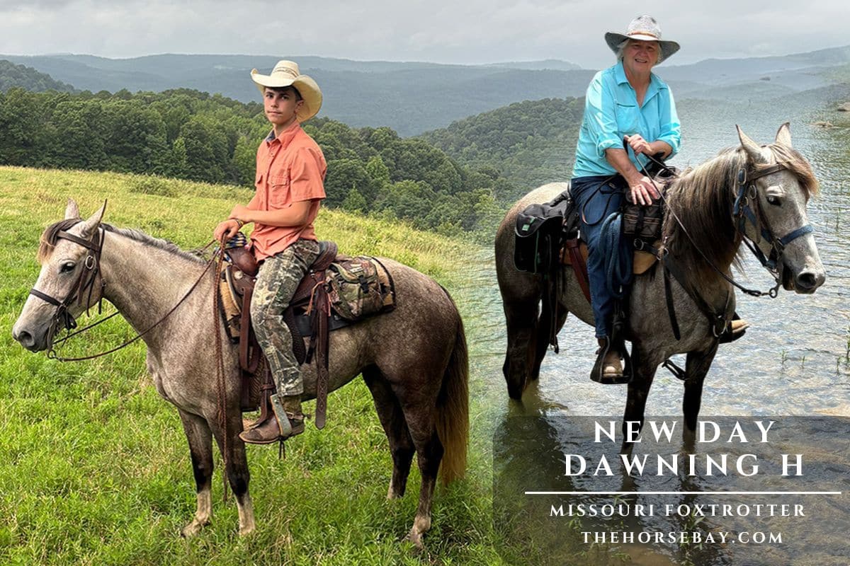 New Day Dawning H "Dawn"